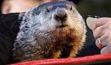 Punxsutawney Pennsylvania Punxsutawney Phil